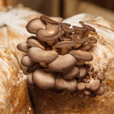 istiridye mantar mantar bir çiftlikte büyümek