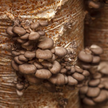 istiridye mantar mantar bir çiftlikte büyümek