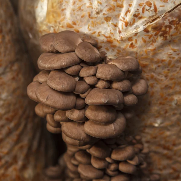 Oyster mushrooms grow on a mushroom farm — Stock Photo, Image