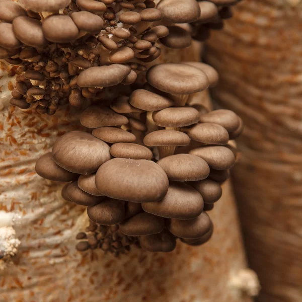 Oyster mushrooms grow on a mushroom farm — Stock Photo, Image