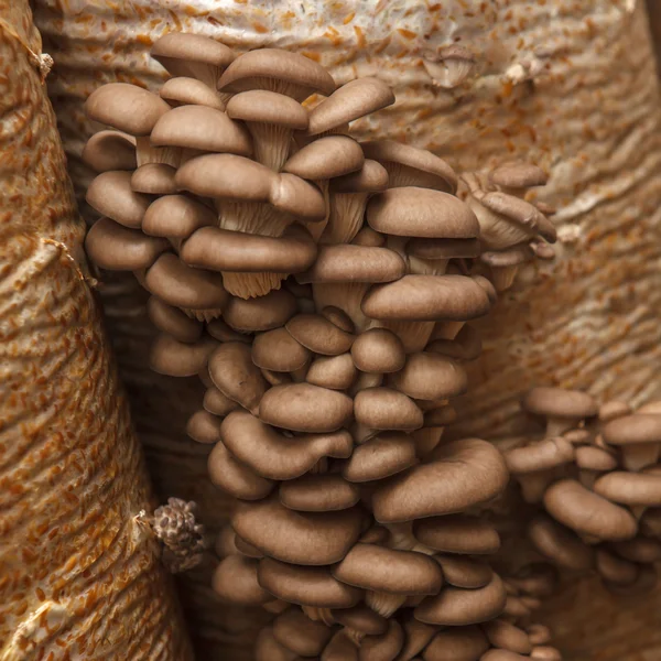 Os cogumelos de ostra crescem em uma fazenda de cogumelos — Fotografia de Stock