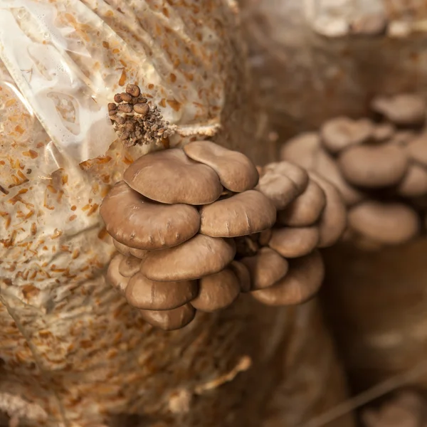 Champignons huîtres poussent sur une ferme de champignons — Photo