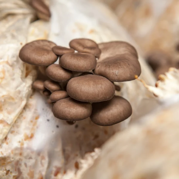 Oyster mushrooms grow on a mushroom farm — Stock Photo, Image