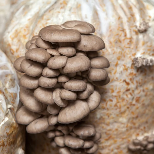 I funghi di ostrica crescono in una fattoria di funghi — Foto Stock
