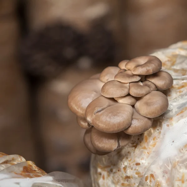 Oyster mushrooms grow on a mushroom farm — Stock Photo, Image