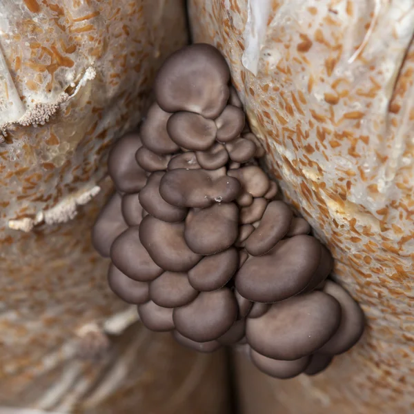 Oyster mushrooms grow on a mushroom farm — Stock Photo, Image