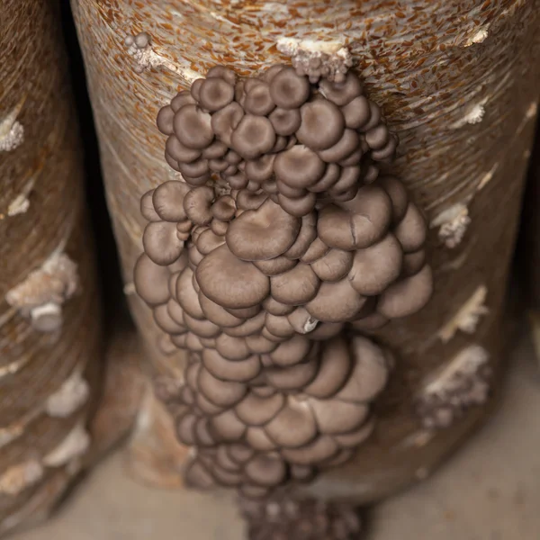 Oyster mushrooms grow on a mushroom farm — Stock Photo, Image