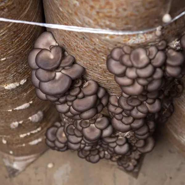 Os cogumelos de ostra crescem em uma fazenda de cogumelos — Fotografia de Stock