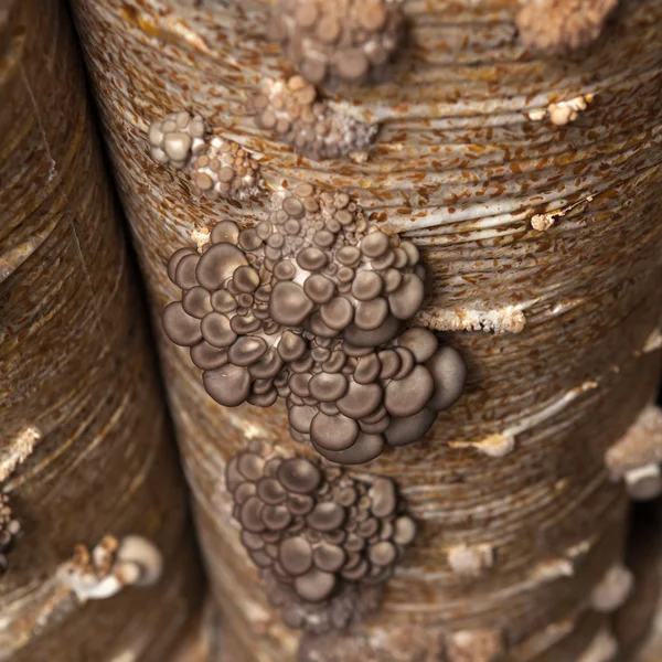 Oyster mushrooms grow on a mushroom farm — Stock Photo, Image