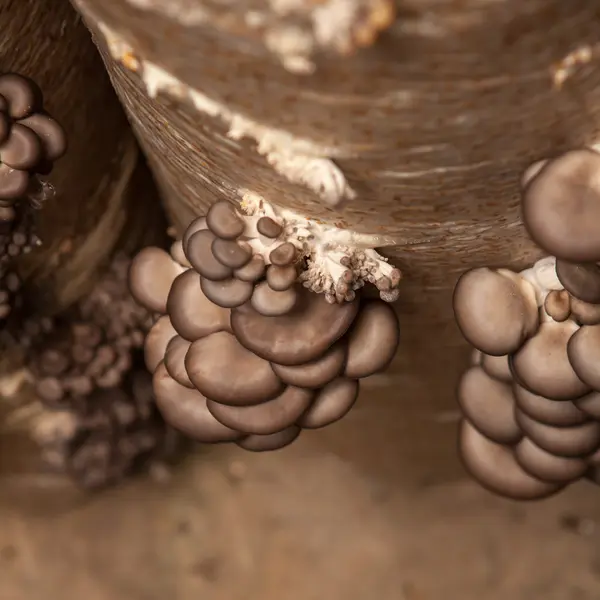 Oyster mushrooms grow on a mushroom farm — Stock Photo, Image