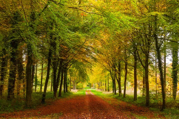 Autumn Avenue of Trees — Stock Photo, Image