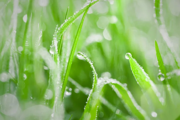 Close up de gotas de orvalho em lâminas de grama — Fotografia de Stock