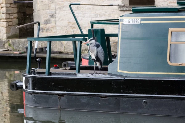 Uma Garça Cinzenta Sentada Convés Barco Canal Bath Inglaterra — Fotografia de Stock