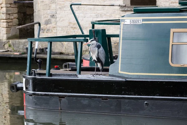 イングランドのバースにある運河のボートのデッキに座っている灰色のヘロン — ストック写真
