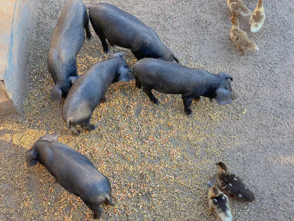 Porcos ibéricos negros, Porcella Negra Mallorquina — Fotografia de Stock
