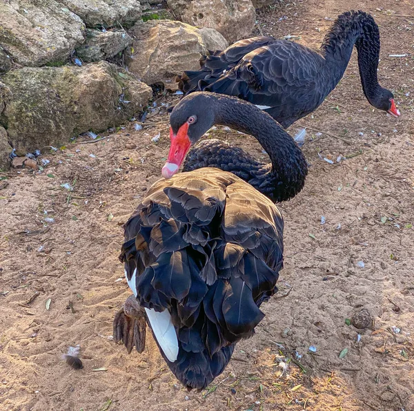 Bir çift siyah kuğu