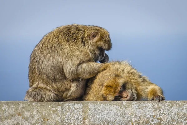 Barbary macaque is looking for bugs. Royalty Free Stock Photos