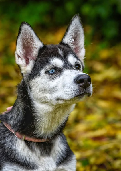 若いハスキー犬の頭 ストック画像