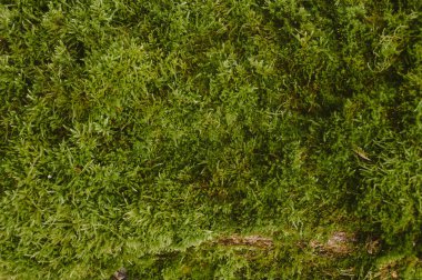 Duvarda yeşil yosun dokusu