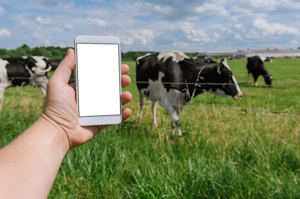 Maqueta Smartphone Mano Masculina Sobre Fondo Las Vacas Cielo Hierba — Foto de Stock