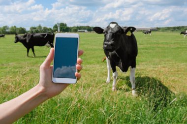 Bir kızın elindeki akıllı telefonun maketi gibi. İneklerin arka planına, gökyüzüne ve yeşil çimenlere karşı