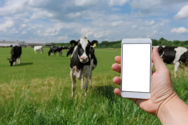 Erkek elinde akıllı telefon modeliyle. İneklerin arka planına, gökyüzüne ve yeşil çimenlere karşı