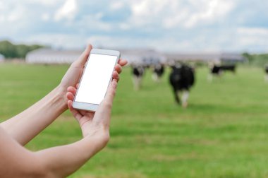 Kızın akıllı telefonunun bir maketi var. İneklerin arka planına, gökyüzüne ve yeşil çimenlere karşı