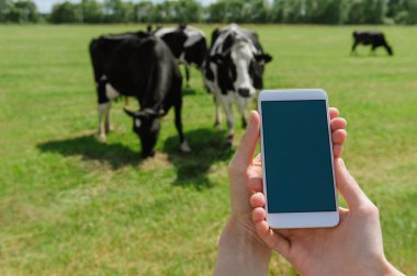 Kadın ellerinde akıllı telefon modeliyle. İneklerin arka planına, gökyüzüne ve yeşil çimenlere karşı