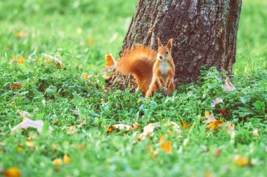 Yeşil çimen ve ahşaptan oluşan bir arka planda sincap