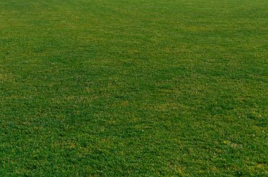 Arkaplan için yeşil çimen dokusu. Ekoloji teması kavramı