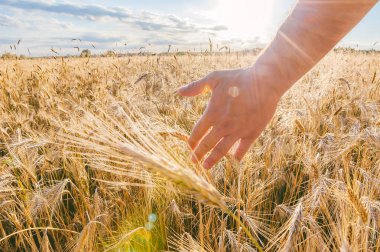 Buğday üzerinde insan eli. Gün batımında alanın arka planına karşı