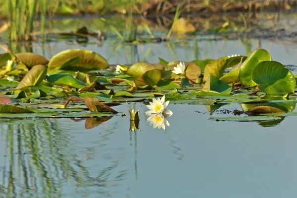 Водяные лилии в реке — стоковое фото