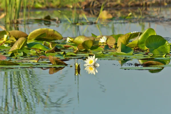 Näckrosor i floden — Stockfoto