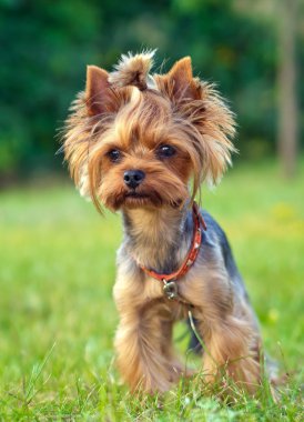 komik bir köpek yavrusu