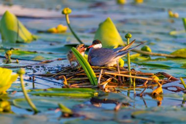 onun yavru bir kuş besleme