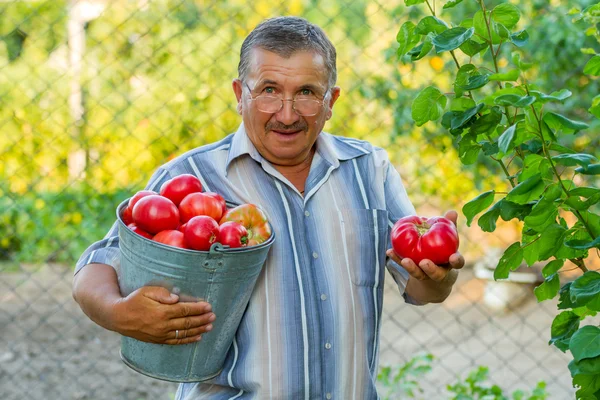 domates dolu bir kova ile bir lod adam