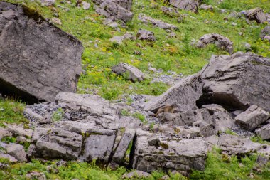 İsviçre 'de İsviçre dağ sıçanı olan bir dağ manzarası. Schwyz kantonundaki Muotathal köyünün yakınlarında çekildi.. 