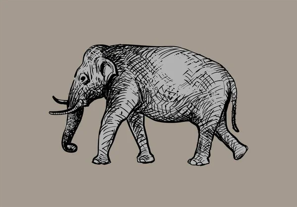 illustration of elephant on brown background