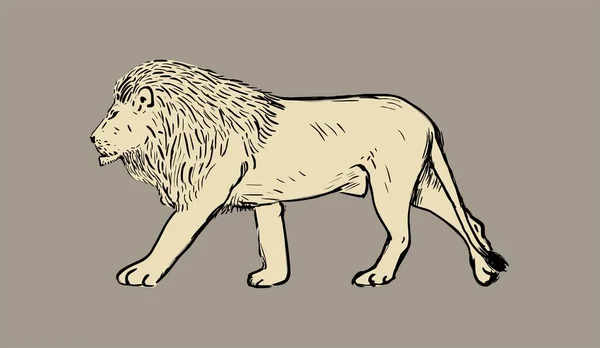 Ilustração Vetorial Desenhada Mão Leão —  Vetores de Stock