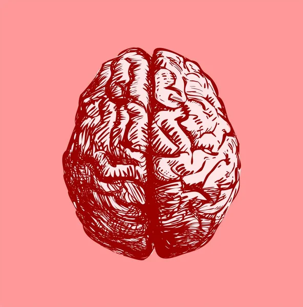 Ilustracja Ludzkiego Mózgu — Zdjęcie stockowe