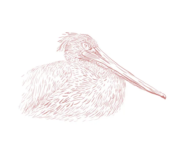 Handgezeichnete Illustration Des Pelikans — Stockfoto