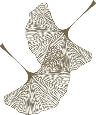 ginkgo yaprakları