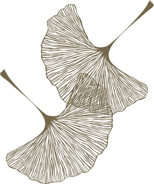 ginkgo yaprakları