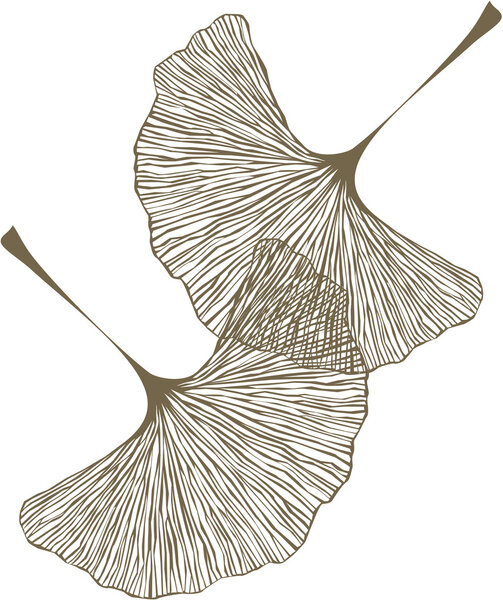 Листва гинкго
