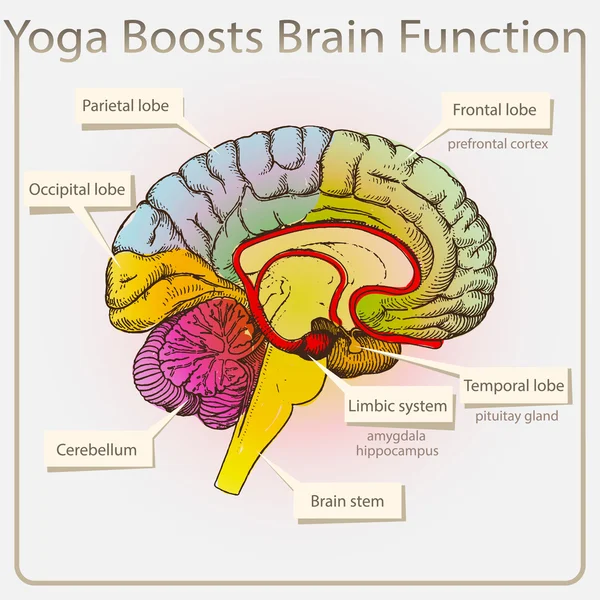 Ioga aumenta a função cerebral — Vetor de Stock