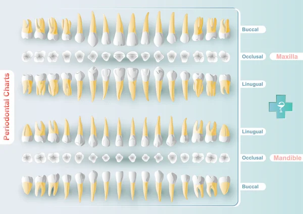 teeth-chart-vector-images-depositphotos