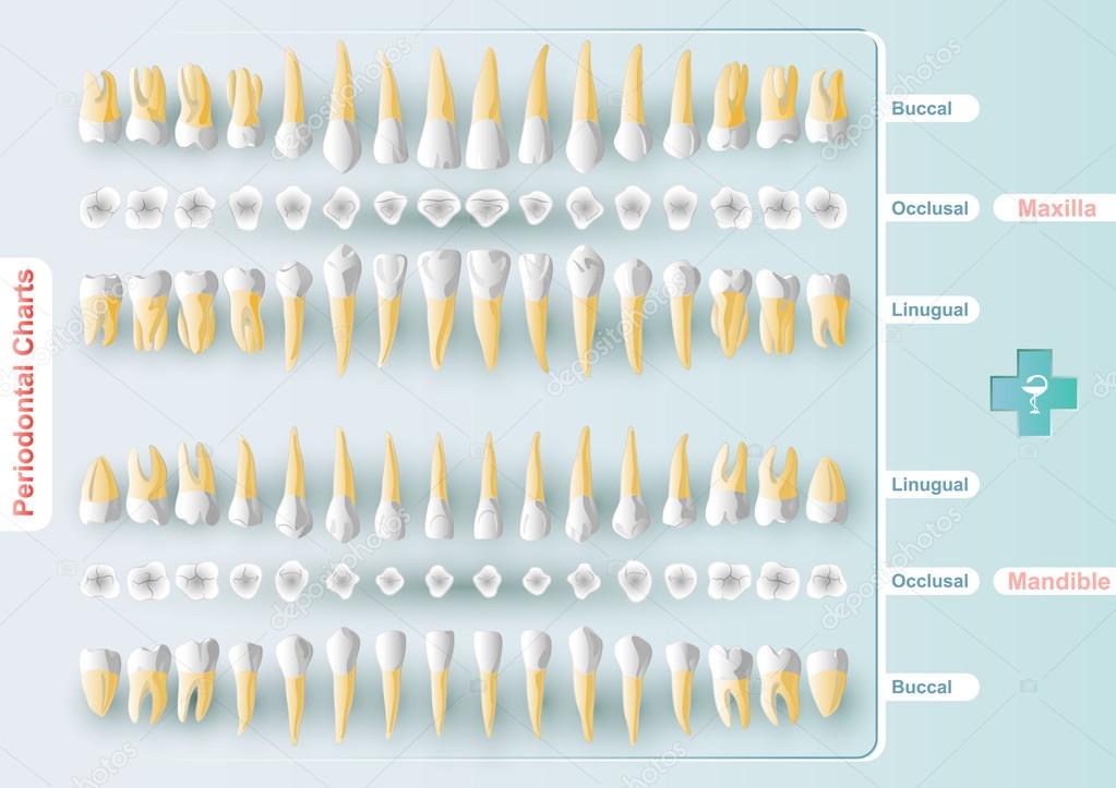 Salud Dental Charting