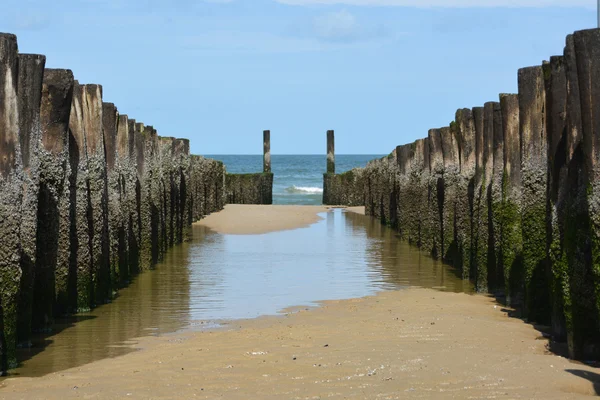 The dutch coast — Stock Photo, Image