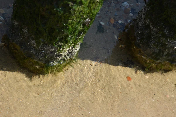 The dutch coast — Stock Photo, Image