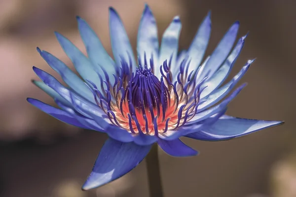 Blue lotus flower — Stock Photo, Image